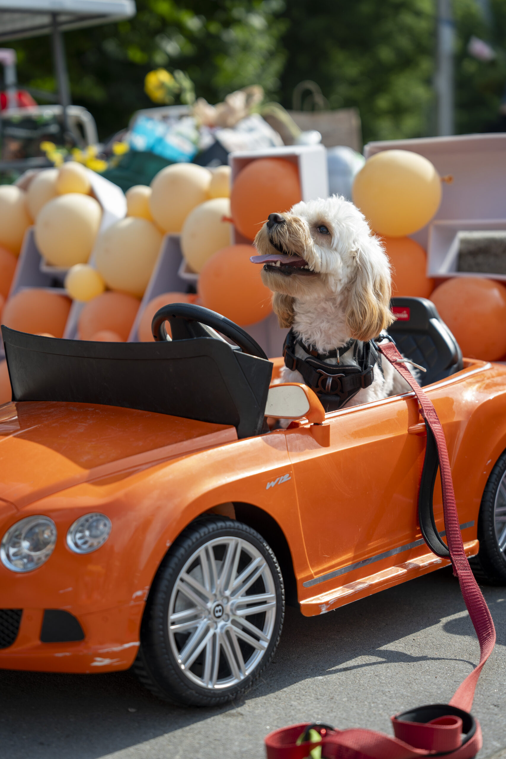 See You Downtown: Toronto gears up for a summer in the spotlight Doggie Fest Toronto returns Sunday, June 14 at Roundhouse Park